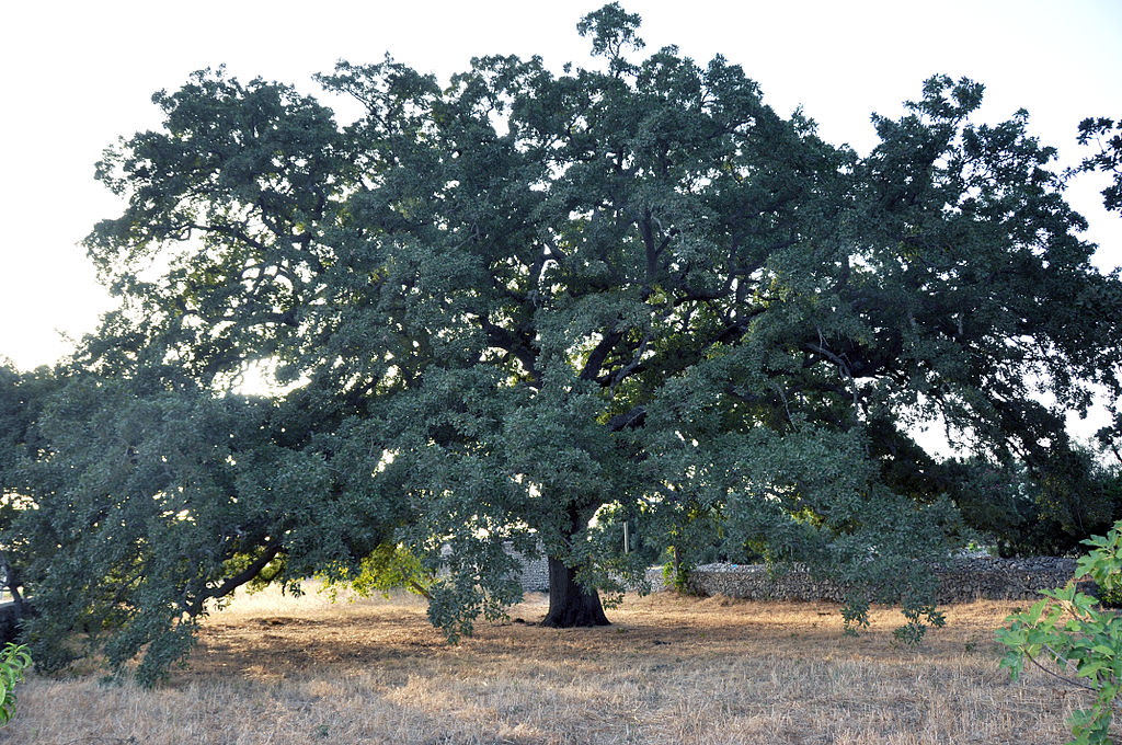 La quercia di Vallonea nel territorio di Tricase Porto, Salento, Lecce.