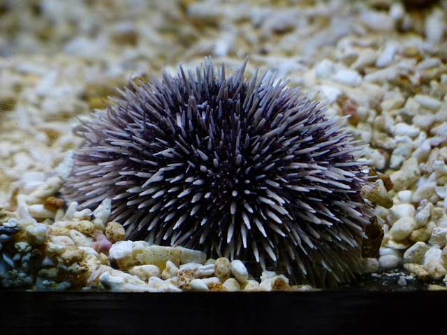 Riccio di mare dal colore viola.