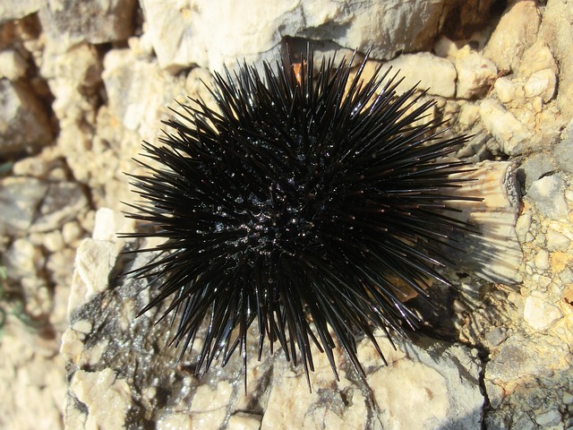 Il riccio di mare più comune nel salento dal colore nero.
